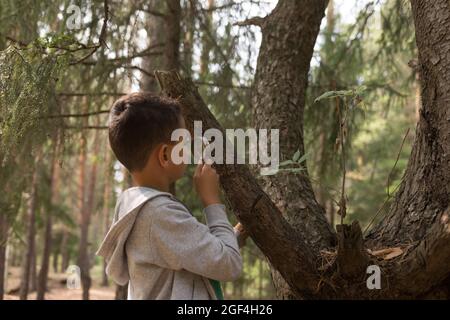 a little boy look at insects on a tree with magnifying glass Stock Photo