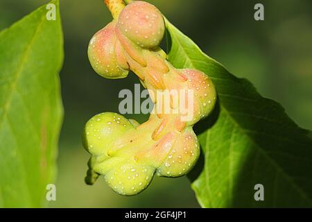 Magnolia kobus fruit. Magnolia kobus has white flowers in early spring, and its handle-like fruits ripen red in autumn. High quality photo Stock Photo