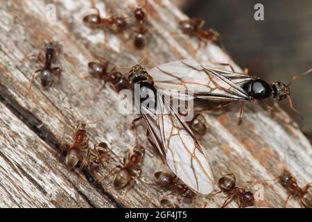 Macro of the Colorado Field Ant queens emerging and resting on wood. Stock Photo