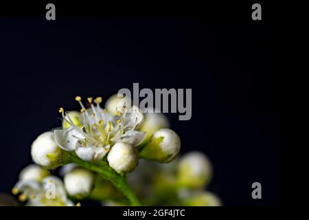 Day light outdoors , horizontal shot Stock Photo