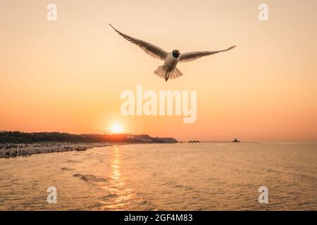 Seagull flying near coast over setting sun Stock Photo