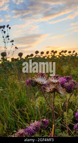 Pink colored wildflowers in a field during sunset Stock Photo