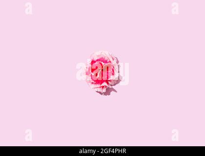 Studio shot of head of single blooming carnation flower Stock Photo