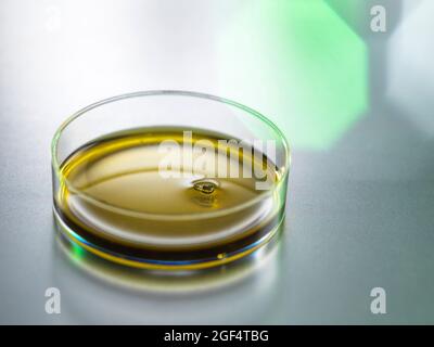 CBD oil in Petri dish Stock Photo
