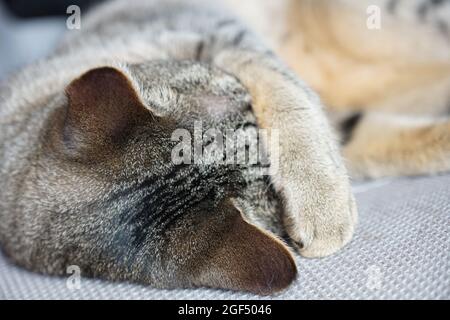 Close-up of a cute tabby cat resting on gray chair with his paw covering eyes Stock Photo