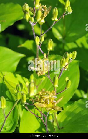 toad lily, Tricyrtis latifolia, púpliliom, Asia Stock Photo
