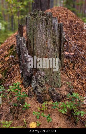 An old stump on a anthill in the forest. Stock Photo