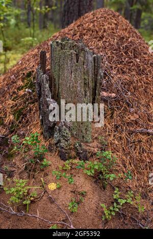 An old stump on a anthill in the forest. Stock Photo
