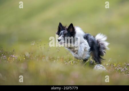 Border Collie playing in meadow Stock Photo
