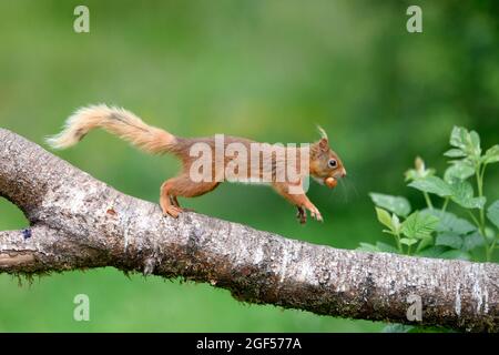 Eurasian red squirrel (Sciurus vulgaris) jumping on tree branch with nut in mouth Stock Photo