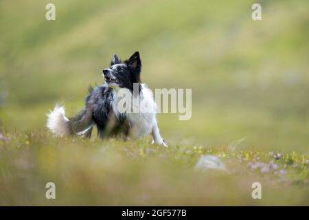 Border Collie playing in meadow Stock Photo