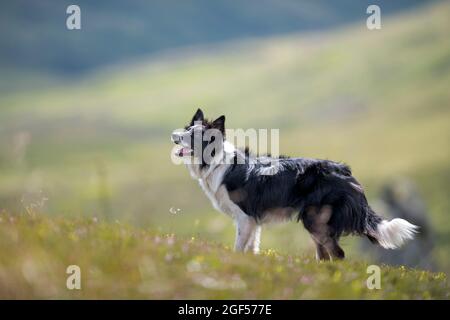 Adult Border Collie Dog Standing in a Meadow Stock Image - Image of collie,  grass: 133920371