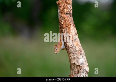 Eurasian red squirrel (Sciurus vulgaris) climbing down tree trunk Stock Photo