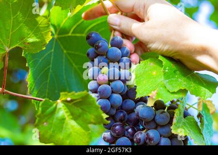 A woman holds in her hand a bunch of ripe black Isabella grapes in the garden. Collection of delicious berries for making wine. Stock Photo