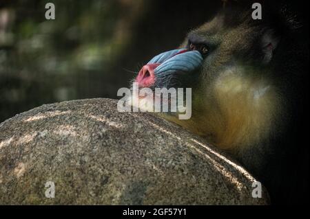 Madrid, Spain. 23rd Aug, 2021. A mandrill (Mandrillus sphinx) resting pictured in its enclosure during a summer day with high temperatures in the Zoo Aquarium of Madrid. Credit: Marcos del Mazo/Alamy Live News Stock Photo