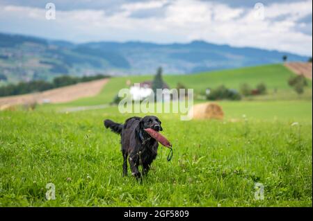 flatcoated retriever dog running through high grass with a toy in its mouth Stock Photo