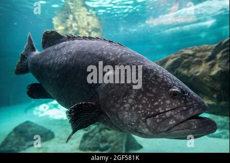 Madrid, Spain. 23rd Aug, 2021. A giant grouper (Epinephelus lanceolatus), also known as the Queensland grouper, brindle grouper or mottled-brown sea bass, swimming in its enclosure during a summer day with high temperatures in the Zoo Aquarium of Madrid. Credit: Marcos del Mazo/Alamy Live News Stock Photo