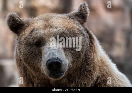 Madrid, Spain. 23rd Aug, 2021. A brown bear (Ursus arctos) pictured in its enclosure during a summer day with high temperatures in the Zoo Aquarium of Madrid. Credit: Marcos del Mazo/Alamy Live News Stock Photo