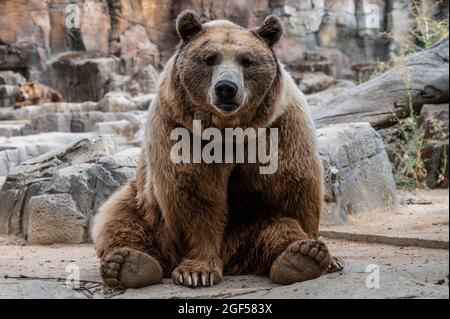 Madrid, Spain. 23rd Aug, 2021. A brown bear (Ursus arctos) pictured in its enclosure during a summer day with high temperatures in the Zoo Aquarium of Madrid. Credit: Marcos del Mazo/Alamy Live News Stock Photo