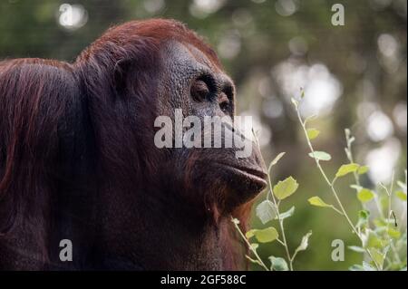 Madrid, Spain. 23rd Aug, 2021. An orangutan (Pongo pygmaeus) pictured in its enclosure during a summer day with high temperatures in the Zoo Aquarium of Madrid. Credit: Marcos del Mazo/Alamy Live News Stock Photo