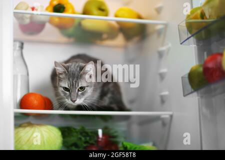 What can cats 2024 eat from the fridge