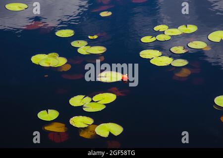 A fishing bobber floats with lily pads in dark water. Western Lake, Grayton Beach State Park, Florida, USA Stock Photo