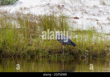 A great blue heron stands along the water's edge by sand dunes and in Grayton Beach State Park, Florida, USA Stock Photo