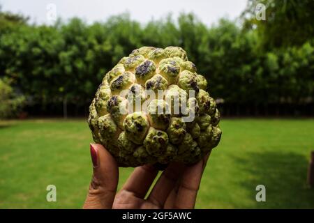 Female holding Fresh Custard apple fruits in hand also known as sugar-apples or sharifa name Annona squamosa. . Stock Photo