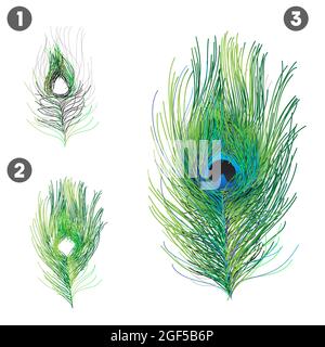 vector illustration of realistic peacock feathers Stock Vector