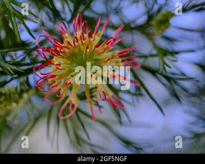 A Burst Of Colour Stock Photo