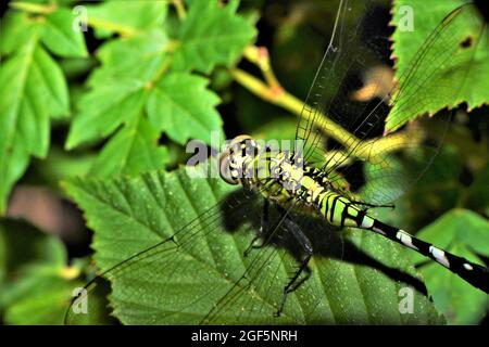 A young male eastern pondhawk dragonfly. Stock Photo