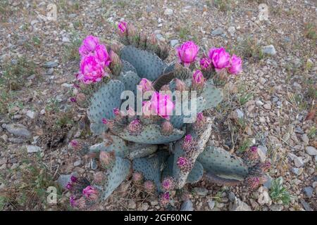 Beavertail cactus (Opuntia basilaris) in bloom in the Mojave Desert in southwestern Utah