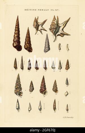 Pelican's foot shell Stock Photo - Alamy