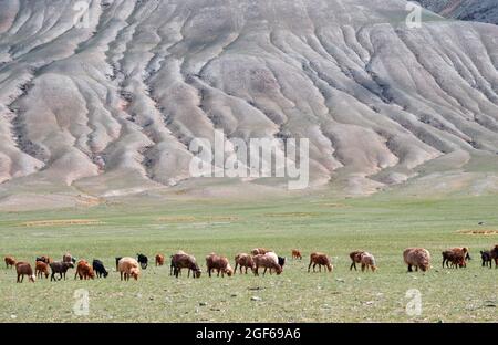 Sheep in the grassland of Mongolia Stock Photo - Alamy