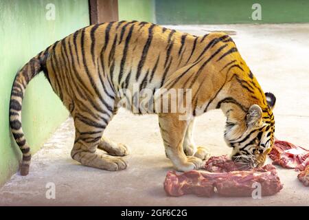 Adult tiger eating raw meat in captivity Stock Photo