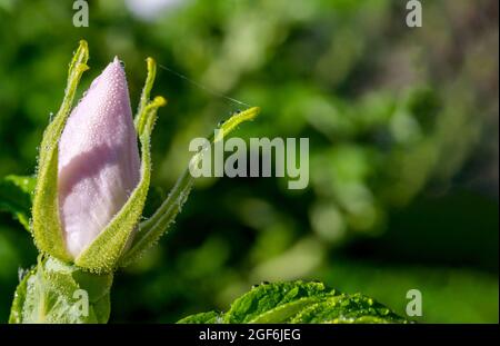 Dew on the flower bud. White rosebud. Unbloomed pink rose flower. Rose hips in bloom. Stock Photo