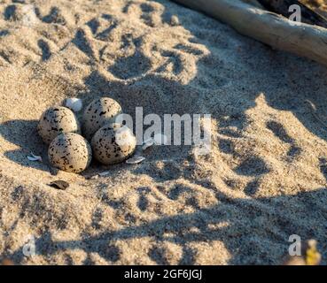 A seagull laid eggs. Bird eggs on the sea sand. Sea gull's nest. Spotted bird eggs on the shore. Stock Photo