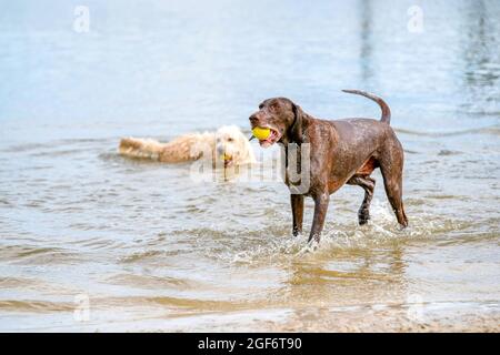 Detailed German Shorthaired Pointer. The dog plays with a tennis ball in a lake. Out of focus, a labradoodle swims by Stock Photo
