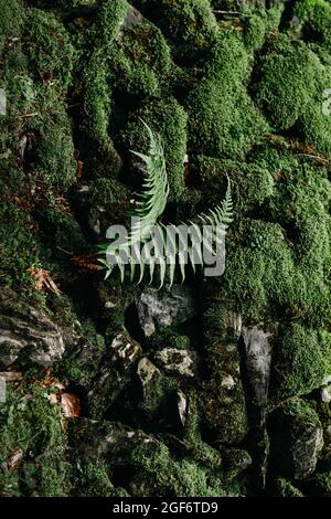The forest floor of ferns and moss Stock Photo