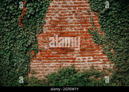 Vintage red brick wall background overgrown with ivy Stock Photo