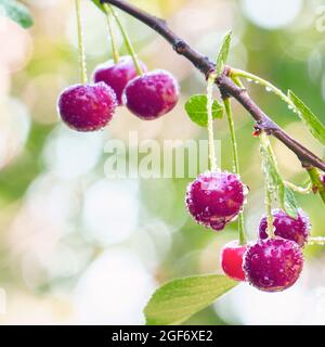 Red ripe cherry berries with dew drops on a cherry tree twig. Selective focus Stock Photo