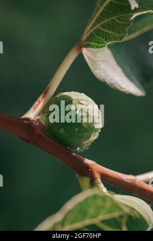 Figs ripening on a tree with fig leaves all around Stock Photo