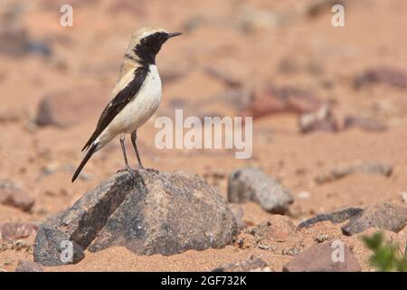 Desert Wheatear, (Oenanthe deserti), male stood on a rock, Tagdilt Plain, Morocco. Stock Photo