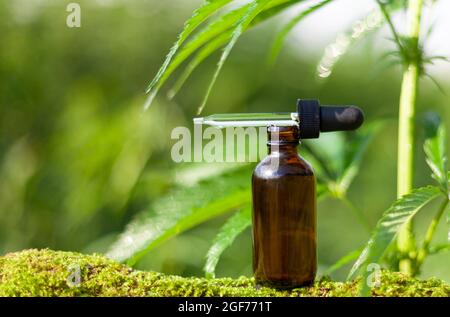 Dropper bottle on moss, marijuana bush. CBD hemp oil in a brown glass bottle. Pipette and bottle. Stock Photo