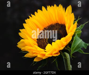 sunflower on dark background Stock Photo