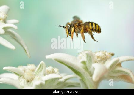 European wool carder bee (Anthidium manicatum) in flight at the flower of the Alpine Edelweiss (Leontopodium nivale), Germany Stock Photo