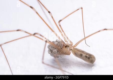 Pholcus phalangioides, macro of a female cellar spider, known as daddy longlegs spider or skull spider, holding a clutch of eggs in her jaws Stock Photo