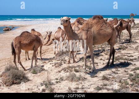 Herd (Camelus dromedarius) of Wild Camels, Salalah, Oman Stock Photo