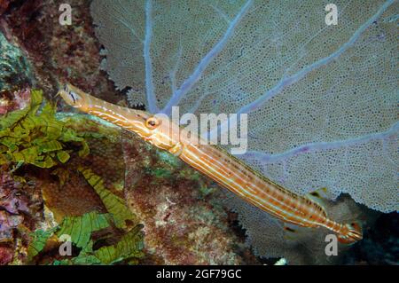 West Atlantic trumpetfish (Aulostomus maculatus), Caribbean, Bahamas Stock Photo