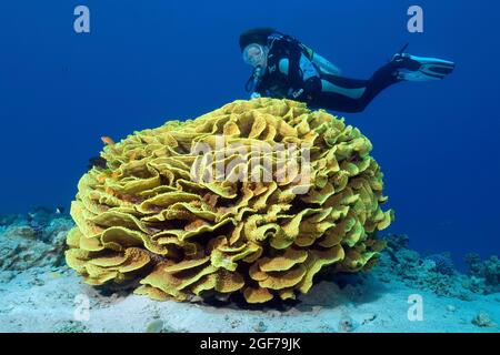 Yellow scroll coral (Turbinaria reniformis), Red Sea, Aqaba, Jordan Stock Photo